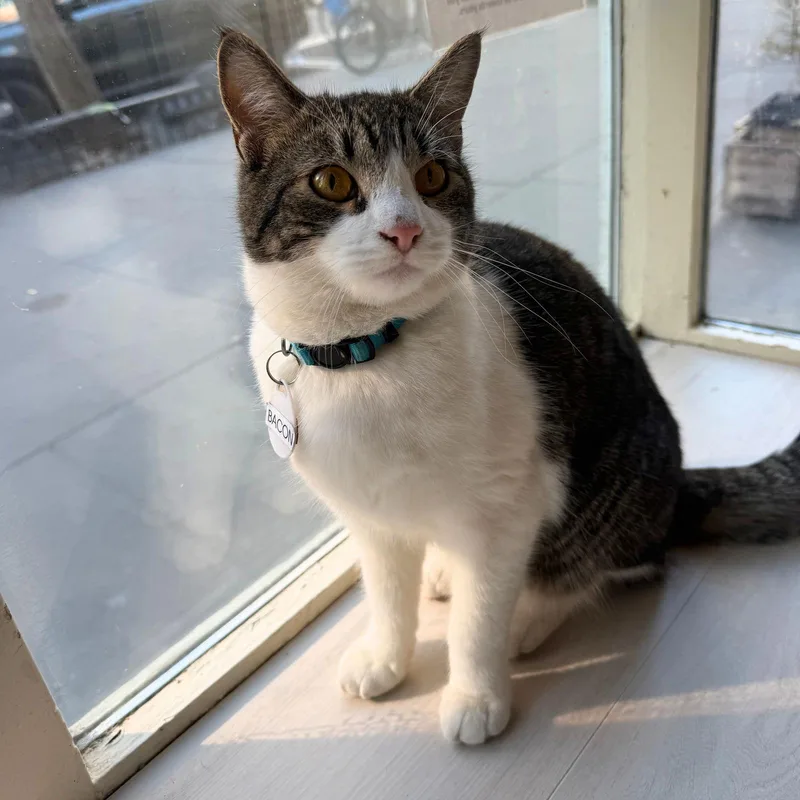 A young medium-sized male Domestic Short Hair cat named Bacon for adoption in Brooklyn, NY