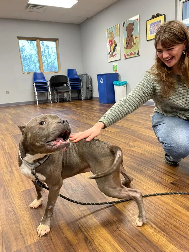 A young medium-sized male Pit Bull Terrier dog named Sarge for adoption in Bloomington, IN