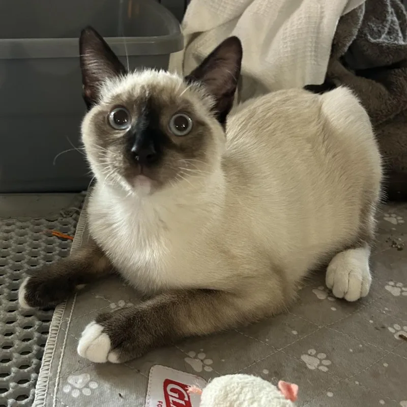 A baby medium-sized male Siamese cat named Sable for adoption in Marietta, GA