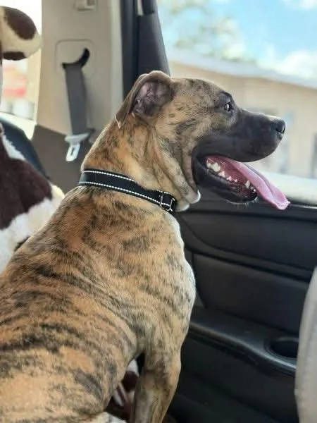 An adult medium-sized male Brindle Mixed Breed dog named Rhodes for adoption in Douglas, MA