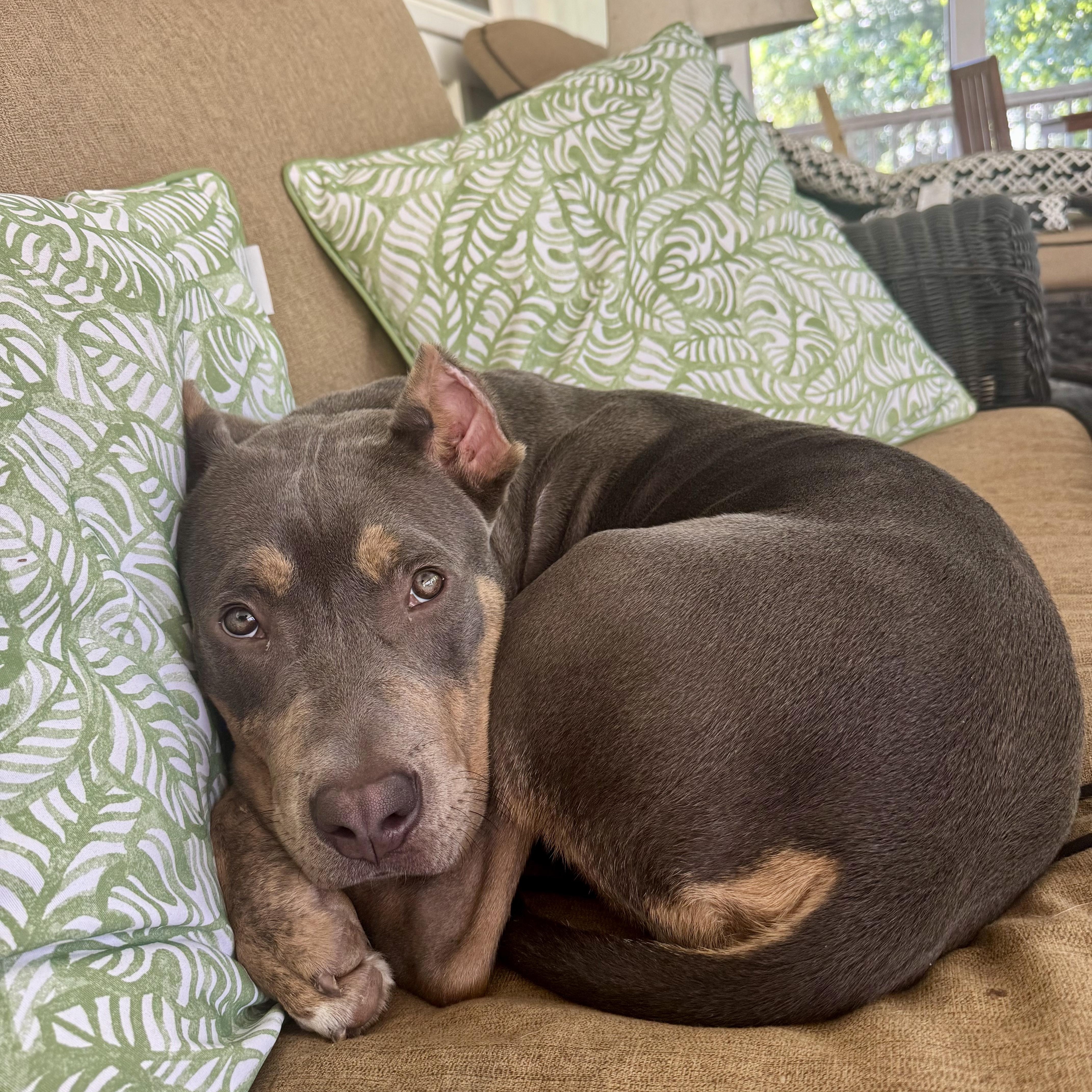 A young medium-sized male Gray / Blue / Silver American Bully dog named Fergus for adoption in Buford, GA