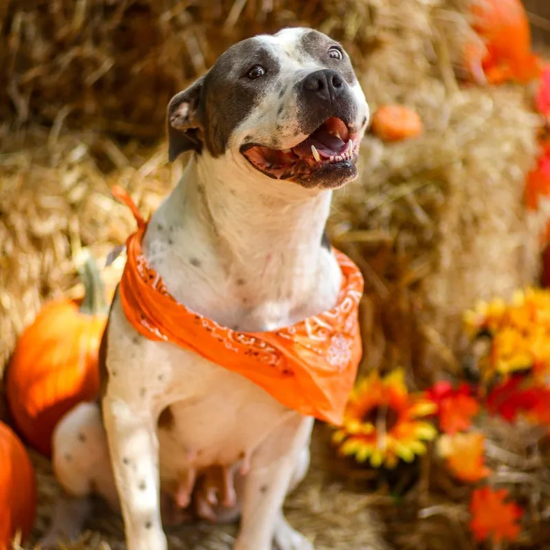 Miss Molly thumbnail 3