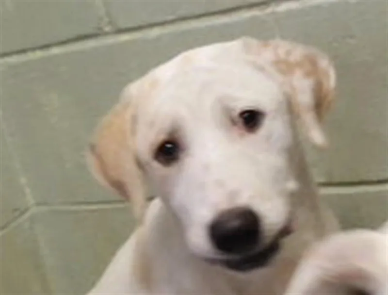 A baby large-sized female Labrador Retriever dog named Sabrina for adoption in Tulsa, OK