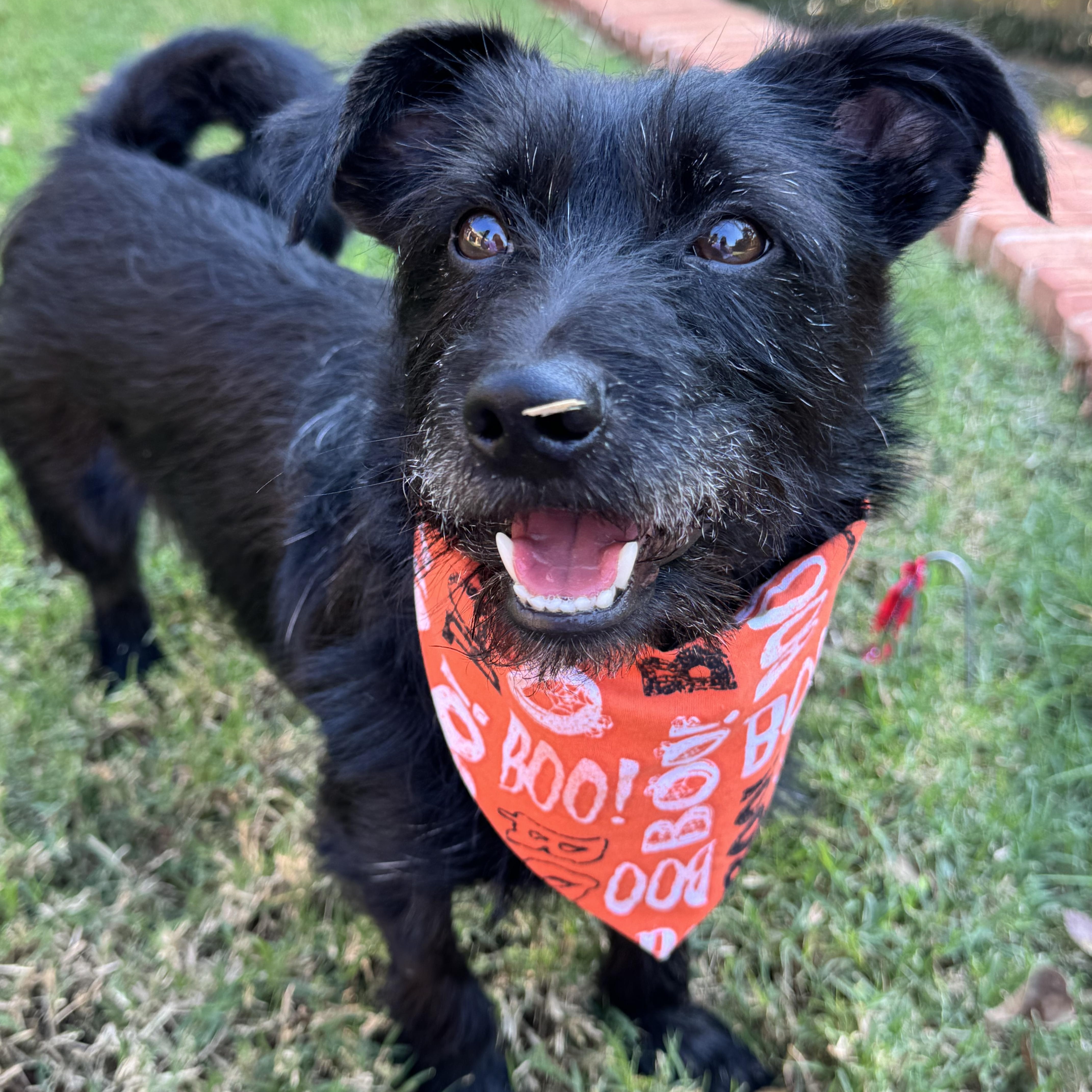 Curlyholt thumbnail 2