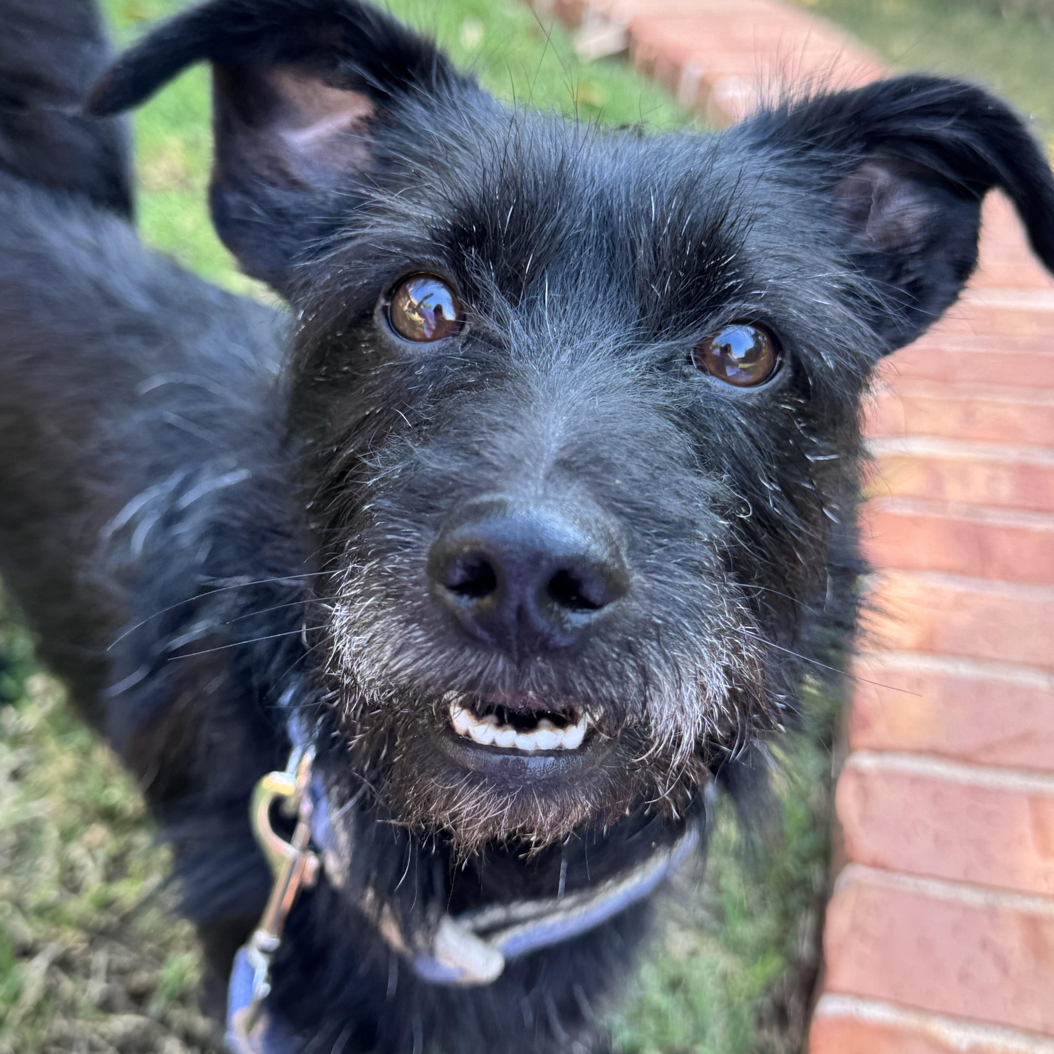 Curlyholt thumbnail 4