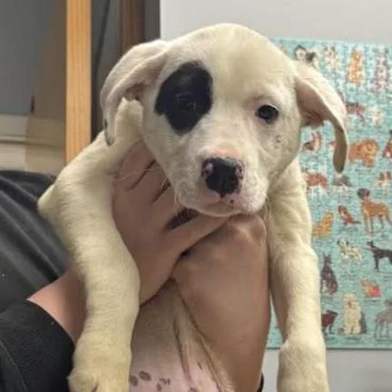 A baby small-sized male White / Cream Mixed Breed dog named Bandit for adoption in Aberdeen, NC