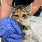 A baby small-sized female Gray / Blue / Silver Domestic Short Hair cat named Chinook for adoption in Wilmington, DE