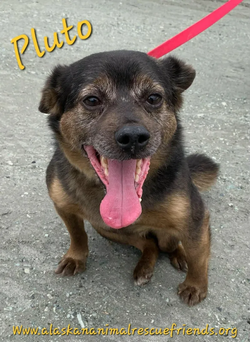 An adult medium-sized male Shiba Inu dog named Pluto for adoption in Anchorage, AK