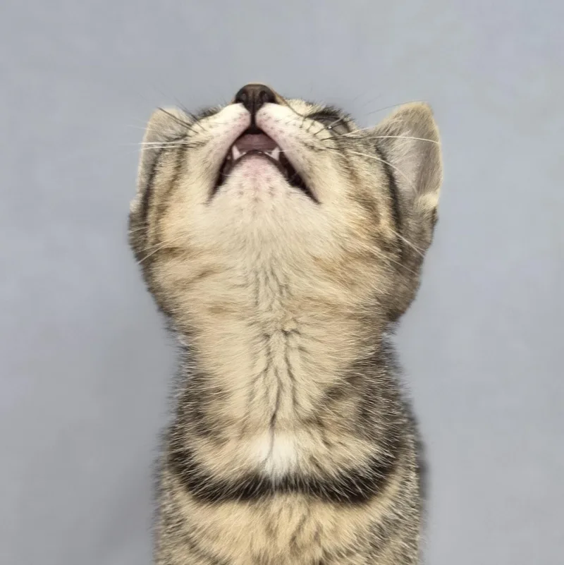 A baby small-sized female Tabby (Brown / Chocolate) Domestic Short Hair cat named Marlowe for adoption in Macomb Twp, MI