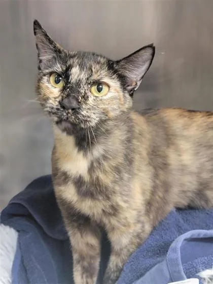 An adult medium-sized female Domestic Short Hair cat named Catrina for adoption in Largo, FL