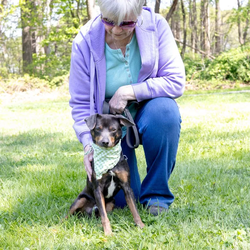 Falcon    thumbnail 2