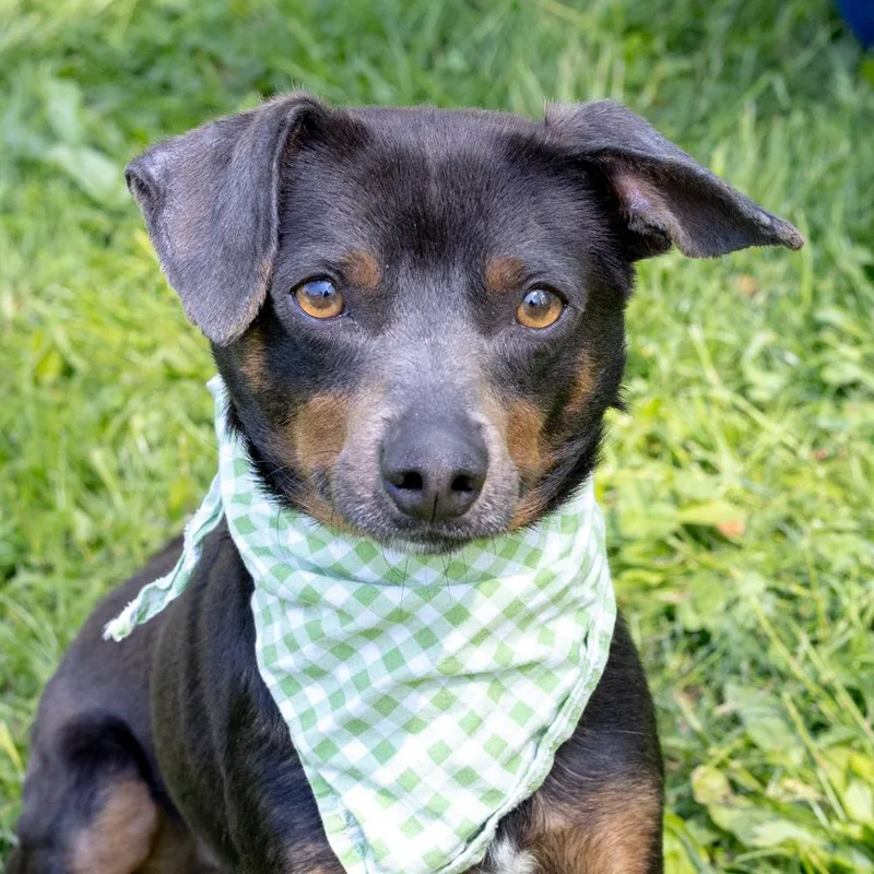 A young small-sized male Black Miniature Pinscher dog named Falcon    for adoption in West Grove, PA
