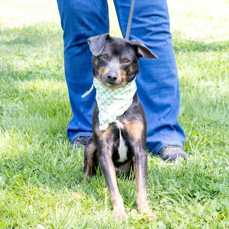 Falcon    thumbnail 3