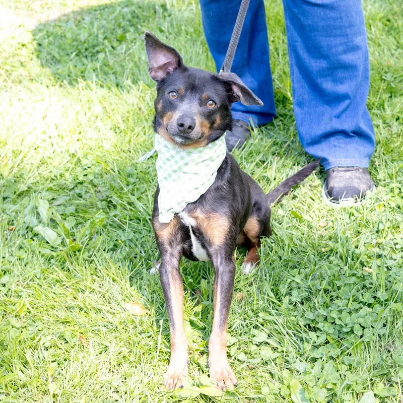 Falcon    thumbnail 4