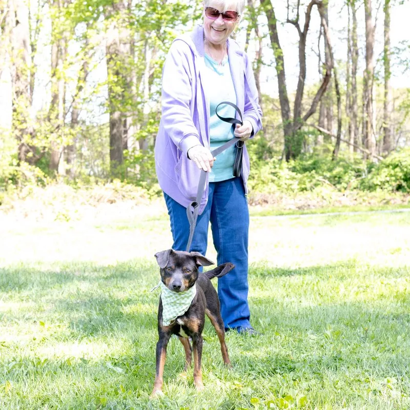 Falcon    thumbnail 5