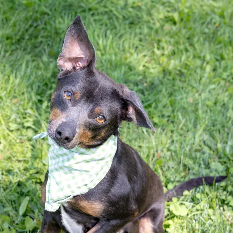 Falcon    thumbnail 6