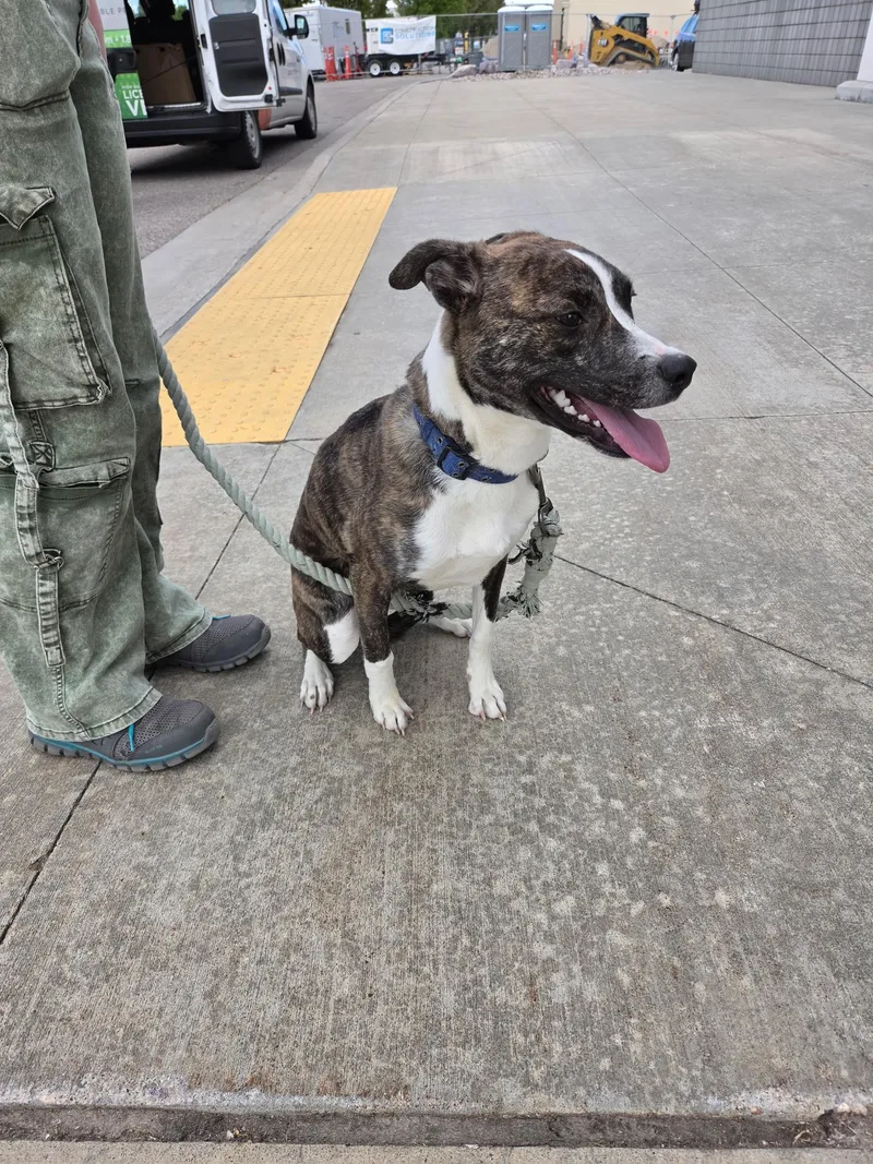 A young medium-sized female Brindle Pit Bull Terrier dog named Pumpkin for adoption in Pocatello, ID