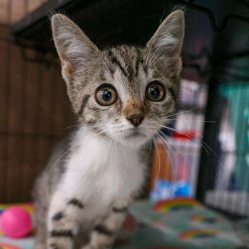 A baby small-sized female Brown / Chocolate Domestic Short Hair cat named Kat for adoption in Bradenton, FL
