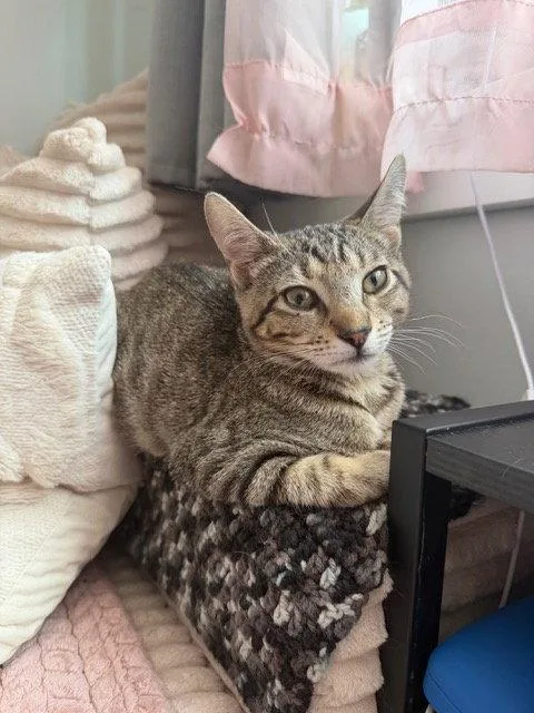 A young medium-sized female Domestic Short Hair cat named Squid for adoption in Philadelphia, PA