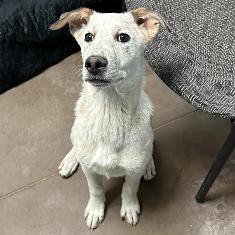 Kiki At Kingsmark Kennels