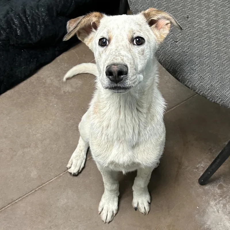 Kiki At Kingsmark Kennels thumbnail 2