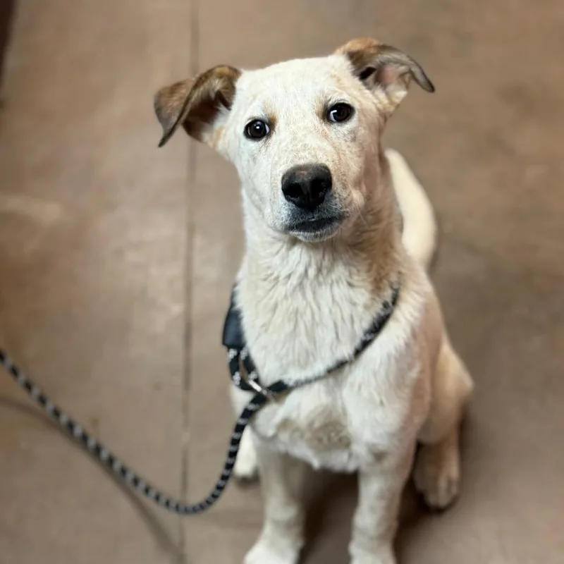 Kiki At Kingsmark Kennels thumbnail 3