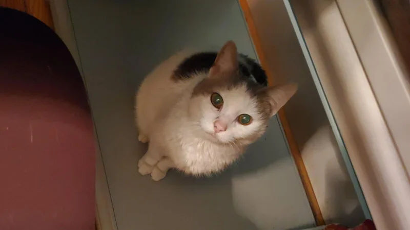 A senior medium-sized female Gray & White Domestic Short Hair cat named Olga for adoption in Louisville, KY