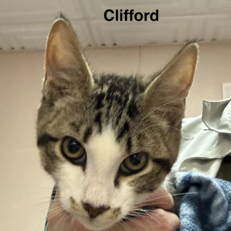A baby medium-sized male Brown / Chocolate Domestic Short Hair cat named Clifford for adoption in Lakewood, CO