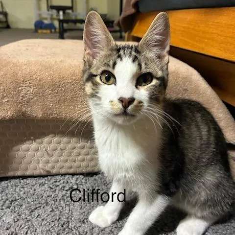 Clifford thumbnail 2