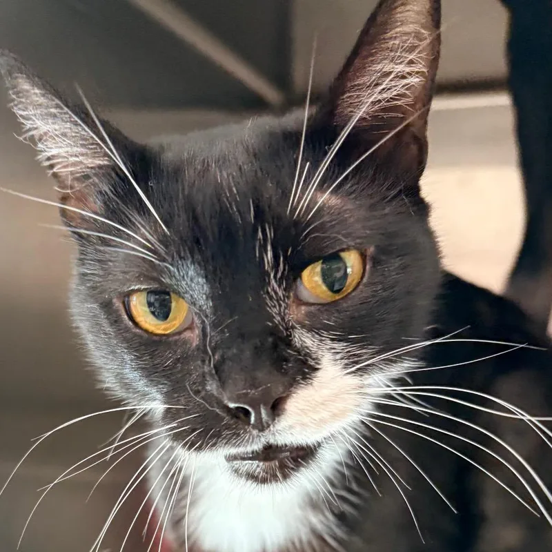 An adult large-sized male Black Domestic Short Hair cat named Bao Bei for adoption in Santa Barbara, CA