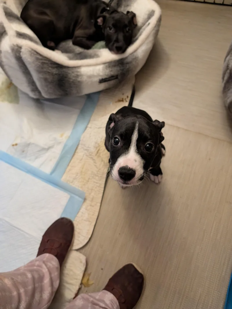 A baby medium-sized male Black Pit Bull Terrier dog named Frankie for adoption in Browns Mills, NJ