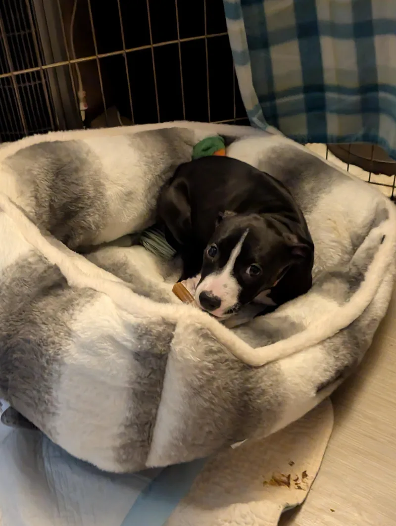 Frankie thumbnail 2