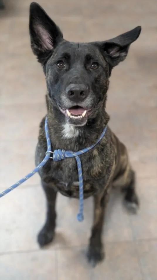 An adult large-sized male German Shepherd Dog dog named Boyd for adoption in Chatsworth, CA