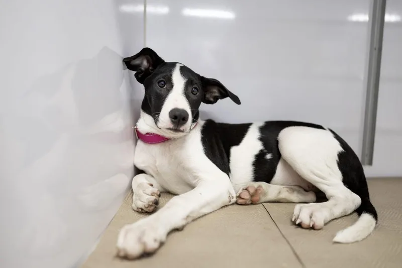 A baby medium-sized female White / Cream Labrador Retriever dog named Bernadette for adoption in Watertown, CT