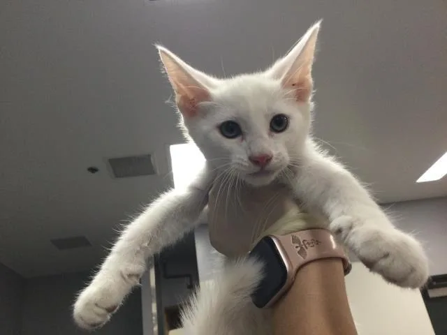 A baby small-sized male Domestic Short Hair cat named Tom for adoption in Thousand Palms, CA