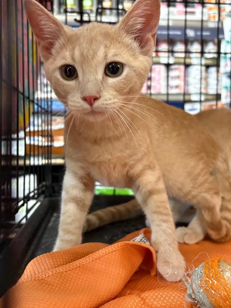 A baby medium-sized female Domestic Short Hair cat named Jill for adoption in Evans, GA