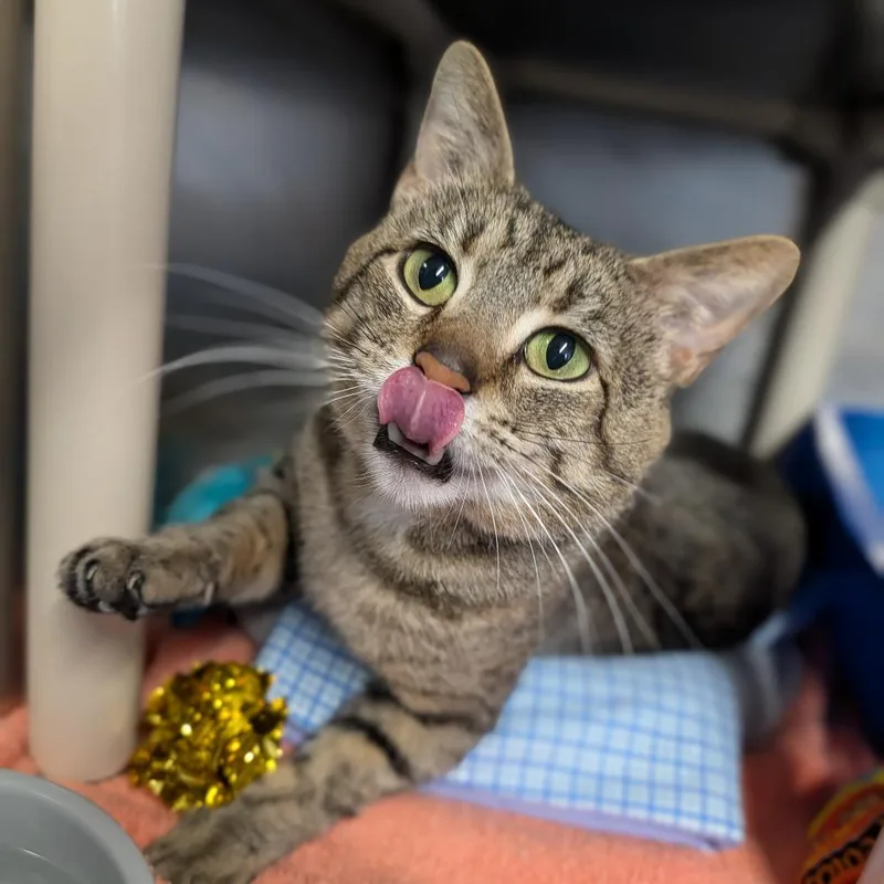 An adult medium-sized male Tabby (Brown / Chocolate) Domestic Short Hair cat named Yaya for adoption in Cape Girardeau, MO