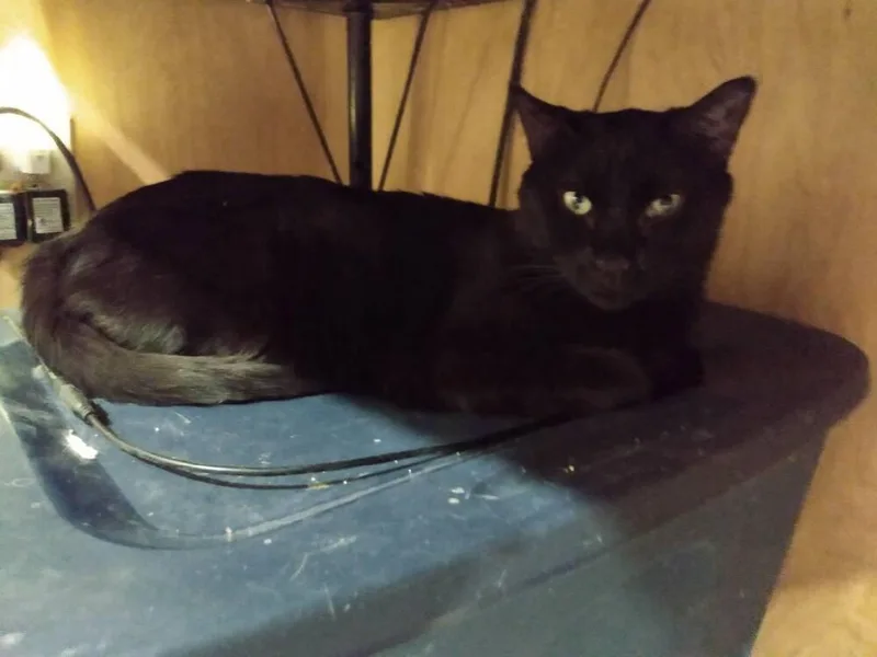 Count Chocula thumbnail 2