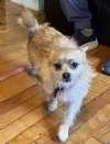 A young small-sized female Yellow / Tan / Blond / Fawn Chihuahua dog named Baby for adoption in Sudbury, MA