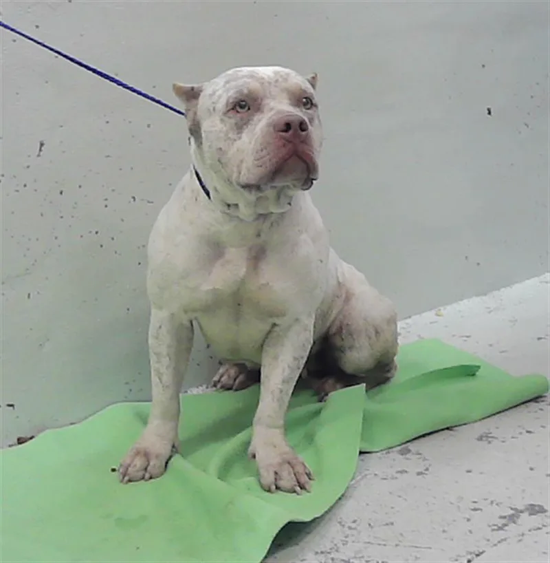 An adult large-sized female American Bulldog dog named Viva for adoption in Houston, TX