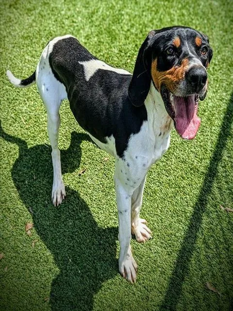 An adult large-sized male Treeing Walker Coonhound dog named Roger for adoption in Clyde, NC