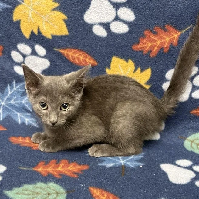 A young medium-sized male Gray / Blue / Silver Domestic Short Hair cat named Jj for adoption in Valdosta, GA