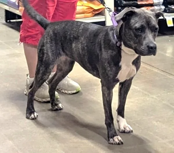 A young medium-sized female American Bulldog dog named Dixie Gorgeous Blue Girl for adoption in Charlottesville, VA