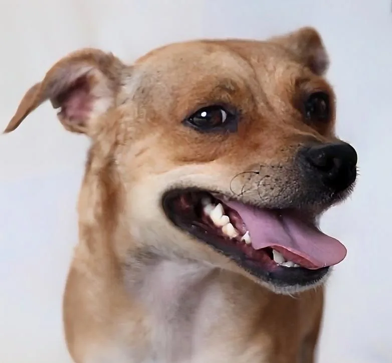 An adult medium-sized male Chihuahua dog named Tom for adoption in Pasadena, CA