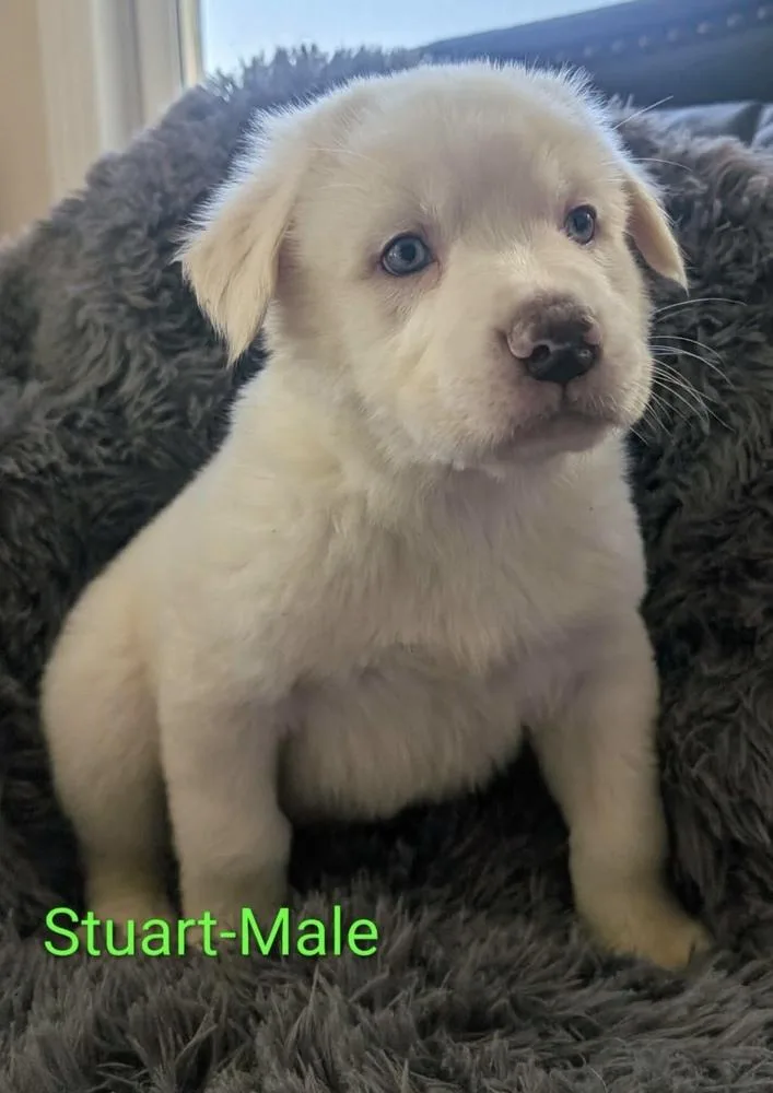 A baby large-sized male White / Cream Great Pyrenees dog named Stuart for adoption in Cheektowaga, NY