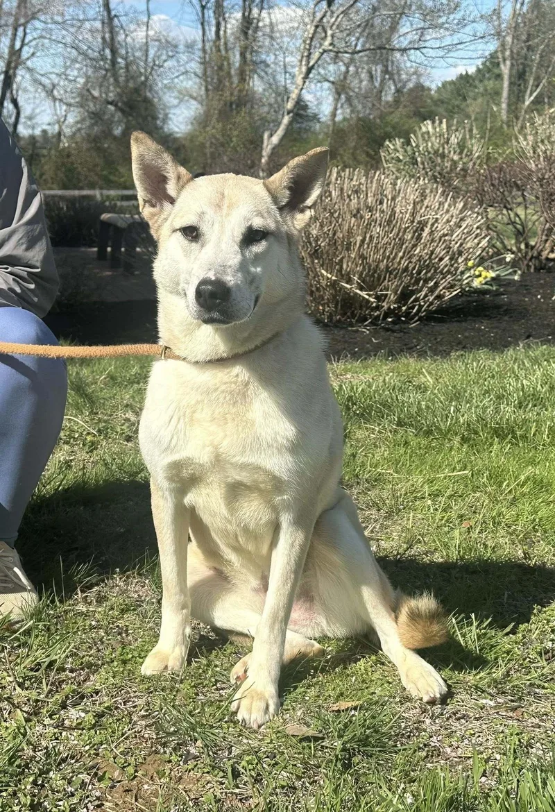 A young large-sized female German Shepherd Dog dog named Tamara for adoption in Chesapeake City, MD