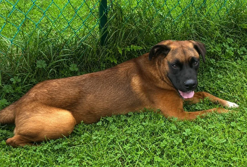 A baby medium-sized male Boxer dog named Bane for adoption in Washington , PA