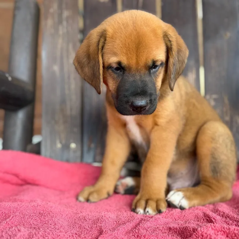 A baby medium-sized male Mixed Breed dog named Bear for adoption in Pearsall, TX