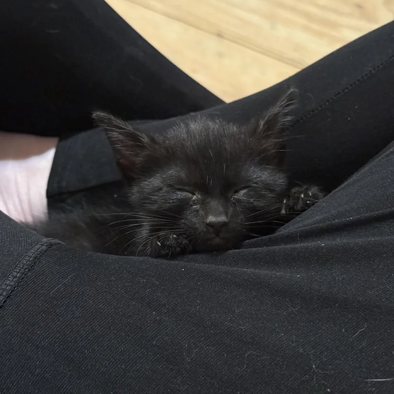 A baby medium-sized male Black Domestic Short Hair cat named Zyrtec for adoption in Chattanooga, TN