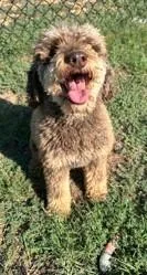 An adult small-sized female Poodle dog named Cocoa for adoption in Kansas City, MO
